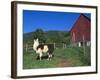 Domestic Llama, on Farm, Vermont, USA-Lynn M. Stone-Framed Photographic Print