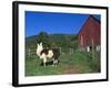 Domestic Llama, on Farm, Vermont, USA-Lynn M. Stone-Framed Photographic Print