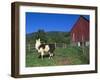 Domestic Llama, on Farm, Vermont, USA-Lynn M. Stone-Framed Photographic Print