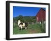 Domestic Llama, on Farm, Vermont, USA-Lynn M. Stone-Framed Photographic Print