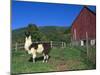 Domestic Llama, on Farm, Vermont, USA-Lynn M. Stone-Mounted Photographic Print