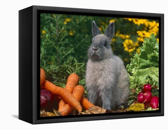 Domestic Netherland Dwarf Rabbit Amongst Vegetables, USA-Lynn M. Stone-Framed Stretched Canvas