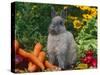 Domestic Netherland Dwarf Rabbit Amongst Vegetables, USA-Lynn M. Stone-Stretched Canvas