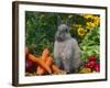 Domestic Netherland Dwarf Rabbit Amongst Vegetables, USA-Lynn M. Stone-Framed Photographic Print