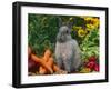 Domestic Netherland Dwarf Rabbit Amongst Vegetables, USA-Lynn M. Stone-Framed Photographic Print