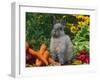 Domestic Netherland Dwarf Rabbit Amongst Vegetables, USA-Lynn M. Stone-Framed Photographic Print