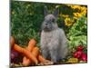 Domestic Netherland Dwarf Rabbit Amongst Vegetables, USA-Lynn M. Stone-Mounted Photographic Print