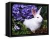 Domestic New Zealand Rabbit, Amongst Hydrangea, USA-Lynn M^ Stone-Framed Stretched Canvas