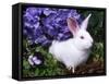 Domestic New Zealand Rabbit, Amongst Hydrangea, USA-Lynn M^ Stone-Framed Stretched Canvas