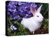Domestic New Zealand Rabbit, Amongst Hydrangea, USA-Lynn M^ Stone-Stretched Canvas