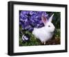 Domestic New Zealand Rabbit, Amongst Hydrangea, USA-Lynn M^ Stone-Framed Premium Photographic Print