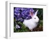 Domestic New Zealand Rabbit, Amongst Hydrangea, USA-Lynn M^ Stone-Framed Premium Photographic Print