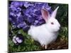 Domestic New Zealand Rabbit, Amongst Hydrangea, USA-Lynn M^ Stone-Mounted Premium Photographic Print