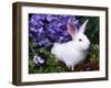 Domestic New Zealand Rabbit, Amongst Hydrangea, USA-Lynn M^ Stone-Framed Photographic Print