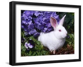 Domestic New Zealand Rabbit, Amongst Hydrangea, USA-Lynn M^ Stone-Framed Photographic Print