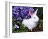 Domestic New Zealand Rabbit, Amongst Hydrangea, USA-Lynn M^ Stone-Framed Photographic Print