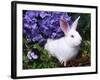 Domestic New Zealand Rabbit, Amongst Hydrangea, USA-Lynn M^ Stone-Framed Photographic Print