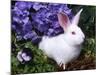 Domestic New Zealand Rabbit, Amongst Hydrangea, USA-Lynn M^ Stone-Mounted Photographic Print