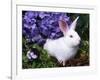 Domestic New Zealand Rabbit, Amongst Hydrangea, USA-Lynn M^ Stone-Framed Photographic Print