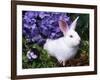 Domestic New Zealand Rabbit, Amongst Hydrangea, USA-Lynn M^ Stone-Framed Photographic Print