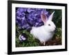 Domestic New Zealand Rabbit, Amongst Hydrangea, USA-Lynn M^ Stone-Framed Photographic Print