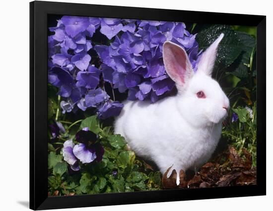 Domestic New Zealand Rabbit, Amongst Hydrangea, USA-Lynn M^ Stone-Framed Photographic Print