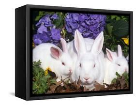 Domestic New Zealand Rabbits, Amongst Hydrangeas, USA-Lynn M. Stone-Framed Stretched Canvas