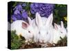 Domestic New Zealand Rabbits, Amongst Hydrangeas, USA-Lynn M. Stone-Stretched Canvas