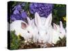 Domestic New Zealand Rabbits, Amongst Hydrangeas, USA-Lynn M. Stone-Stretched Canvas