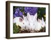 Domestic New Zealand Rabbits, Amongst Hydrangeas, USA-Lynn M. Stone-Framed Photographic Print