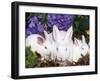 Domestic New Zealand Rabbits, Amongst Hydrangeas, USA-Lynn M. Stone-Framed Photographic Print