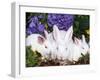 Domestic New Zealand Rabbits, Amongst Hydrangeas, USA-Lynn M. Stone-Framed Photographic Print