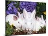 Domestic New Zealand Rabbits, Amongst Hydrangeas, USA-Lynn M. Stone-Mounted Photographic Print