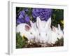 Domestic New Zealand Rabbits, Amongst Hydrangeas, USA-Lynn M. Stone-Framed Photographic Print