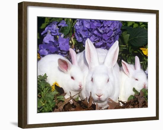 Domestic New Zealand Rabbits, Amongst Hydrangeas, USA-Lynn M. Stone-Framed Photographic Print