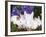 Domestic New Zealand Rabbits, Amongst Hydrangeas, USA-Lynn M. Stone-Framed Photographic Print