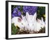 Domestic New Zealand Rabbits, Amongst Hydrangeas, USA-Lynn M. Stone-Framed Photographic Print