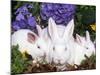 Domestic New Zealand Rabbits, Amongst Hydrangeas, USA-Lynn M. Stone-Mounted Photographic Print