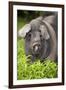 Domestic Pig, British Saddleback, freerange sow, close-up of head-Wayne Hutchinson-Framed Photographic Print