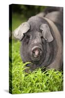 Domestic Pig, British Saddleback, freerange sow, close-up of head-Wayne Hutchinson-Stretched Canvas