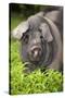 Domestic Pig, British Saddleback, freerange sow, close-up of head-Wayne Hutchinson-Stretched Canvas