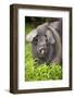 Domestic Pig, British Saddleback, freerange sow, close-up of head-Wayne Hutchinson-Framed Photographic Print