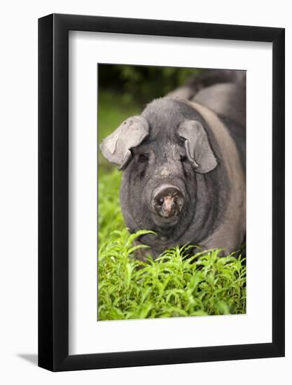 Domestic Pig, British Saddleback, freerange sow, close-up of head-Wayne Hutchinson-Framed Photographic Print