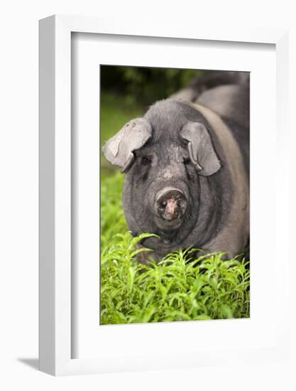 Domestic Pig, British Saddleback, freerange sow, close-up of head-Wayne Hutchinson-Framed Photographic Print