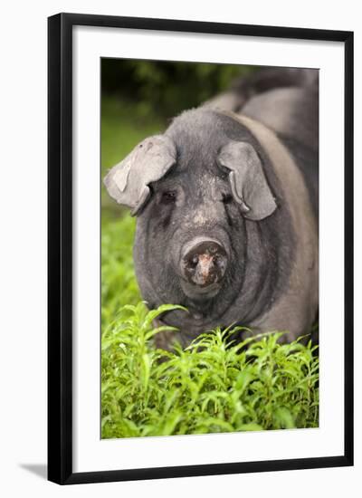 Domestic Pig, British Saddleback, freerange sow, close-up of head-Wayne Hutchinson-Framed Photographic Print