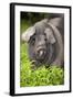 Domestic Pig, British Saddleback, freerange sow, close-up of head-Wayne Hutchinson-Framed Photographic Print