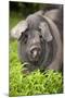 Domestic Pig, British Saddleback, freerange sow, close-up of head-Wayne Hutchinson-Mounted Photographic Print