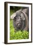 Domestic Pig, British Saddleback, freerange sow, close-up of head-Wayne Hutchinson-Framed Premium Photographic Print