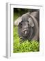 Domestic Pig, British Saddleback, freerange sow, close-up of head-Wayne Hutchinson-Framed Photographic Print