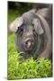 Domestic Pig, British Saddleback, freerange sow, close-up of head-Wayne Hutchinson-Mounted Photographic Print